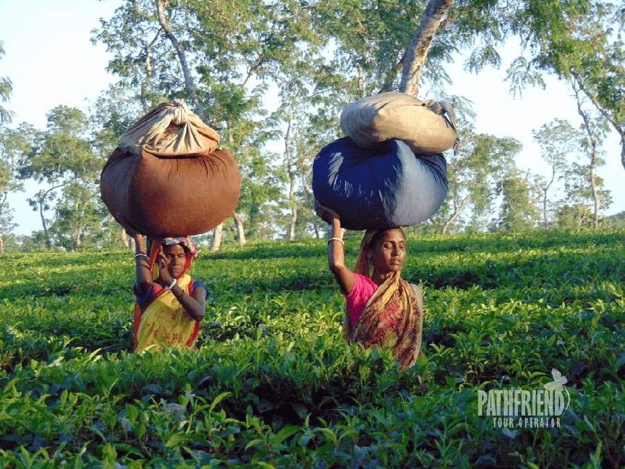 Tea Garden workers