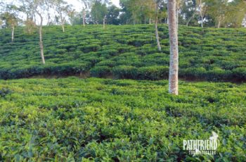 Tea garden Srimangal